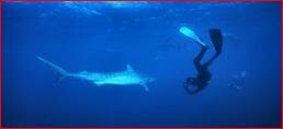 Tiger Shark Diving Aliwal Shoal South Africa